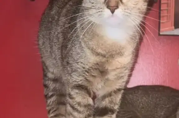 Chat perdu, Le Grau-du-Roi, photo: Chatte Pomme tigrée perdue