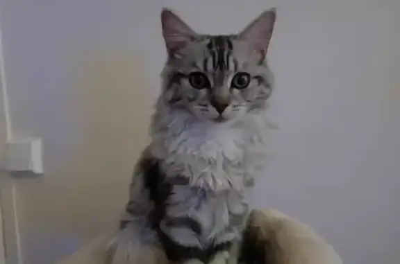 Chat perdu, Clamart, photo: Chaton gris perdu à Clamart