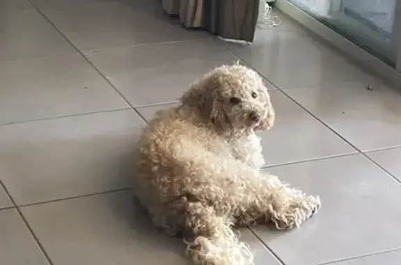 Lost Toy Poodle in Melbourne - Help Find Her!