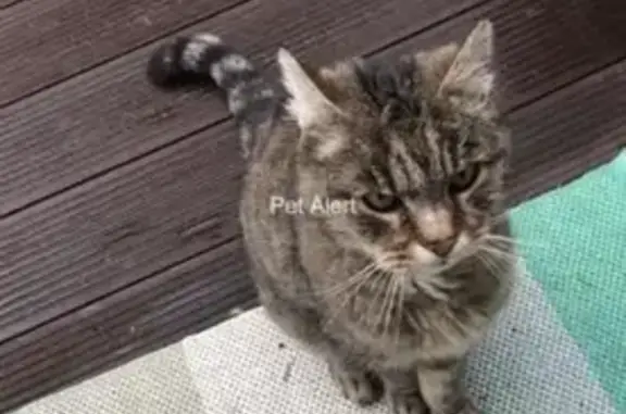 Chatte âgée affamée trouvée - photo