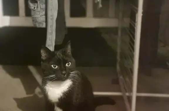Chat noir et blanc trouvé à Melleroy - photo