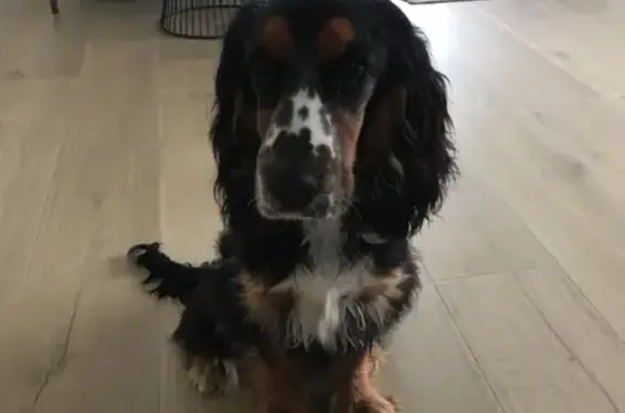 Animaux perdus Saint-Loubès, photo: Alerte: Cocker Anglais Perdu