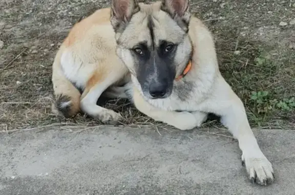 Chien perdu Montauban, photo : Athena, Malinois en fuite