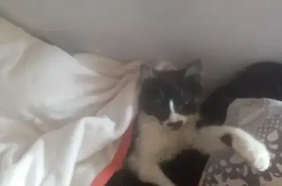 Chat perdu, , photo: Chat Touff, patounes blanches, disparu