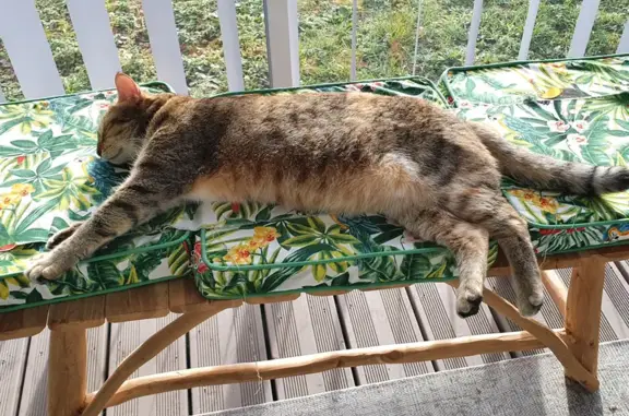 Animaux perdus Anglet, photo: Chat Orphée disparu à Anglet