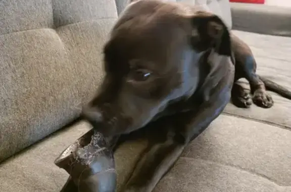 Chien staffy perdu à Lille - photo