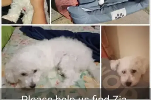 Lost pets , photo: Help Find Zia! Lost Maltese in Western Cape