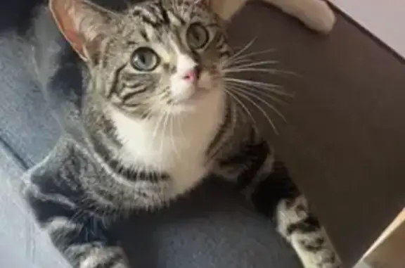 Lost Tabby Cat in Wyndham - Help Find Her!