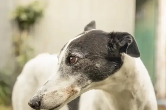 Lost Excitable Greyhound in Ballarat - Help!