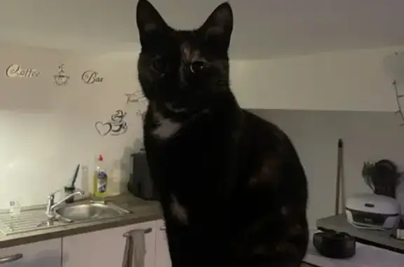 Chat perdu, Châteauroux, photo: Chatte perdue, rue Cantrelle 21