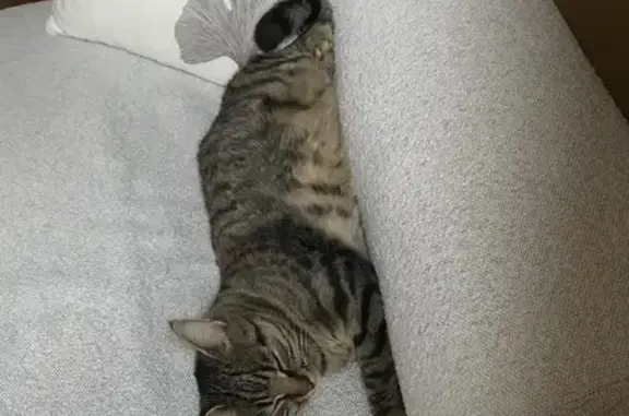 Chat perdu, Paris, photo: Chat perdu: 3 ans, pucé, Paris