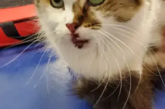 Chatte douce blessée trouvée au Mans - photo