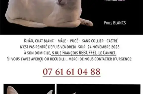Chat perdu, Le Cannet, photo: Chat disparu Garçon, Le Cannet (fl488425)