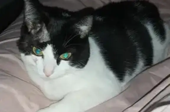 Chat perdu, Charleville-Mézières, photo: Chat disparu Fille, Charleville-Mézières (fl488428)