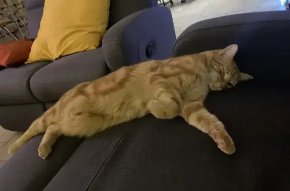Chat perdu, , photo: Chat disparu Garçon (fl488430)