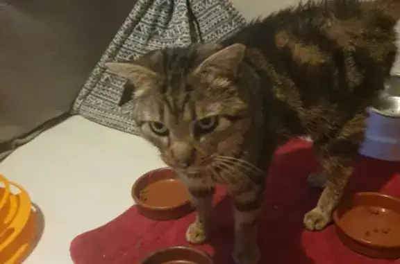 Chat doux trouvé à Cormontaigne - photo