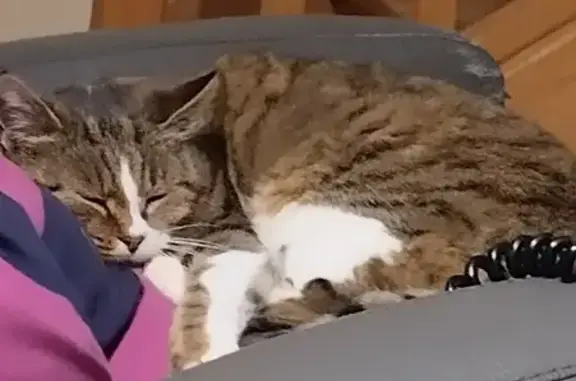 Chat perdu, Châtillon-sur-Thouet, photo: Chatte tigrée perdue à Châtillon