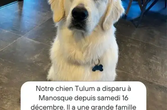 Animaux perdus , photo: Chien Golden Retriever Perdu