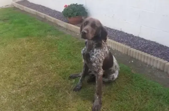 Chien perdu , photo : Alerte Chien Munsterlander Perdu