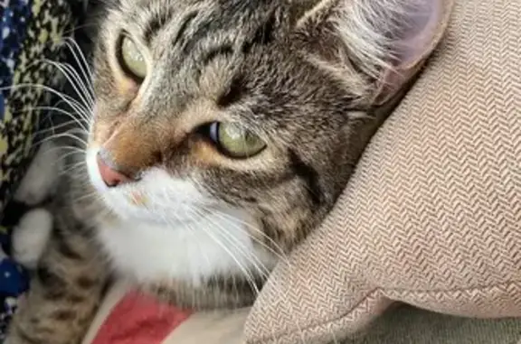 Lost Tabby Cat in Mosman - Help Find Her!