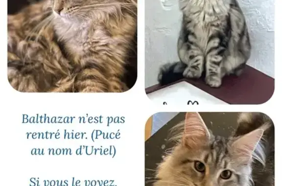 Chat perdu, Colombes, photo: Chaton MaineCoon gris perdu