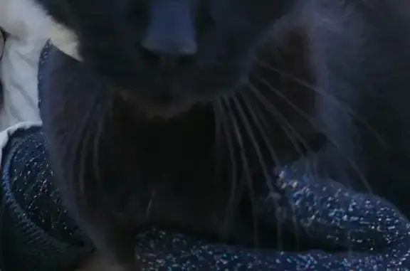 Chat trouvé Saint-Hilaire-de-Brethmas, photo: Chat perdu à St Hilaire cherche foyer