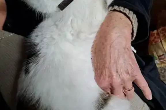 Chat blanc/tigré perdu à Wittelsheim - photo