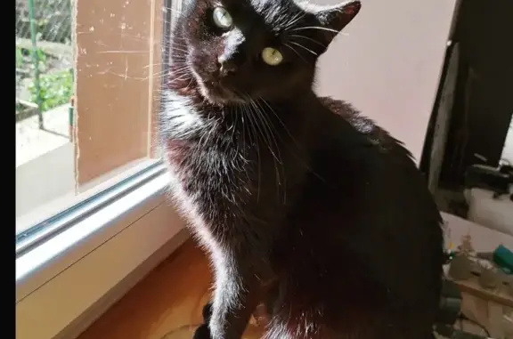 Animaux perdus Niederbronn-les-Bains, photo: Chat noir perdu à Niederbronn
