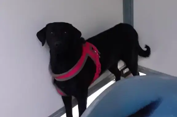 Chien trouvé: Koumi & Aiykoo - photo
