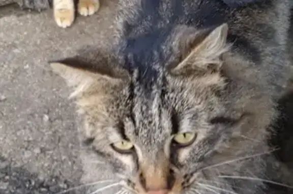 Animaux perdus Vaulx-en-Velin, photo: Chat à oreille coupée perdu à Vaulx