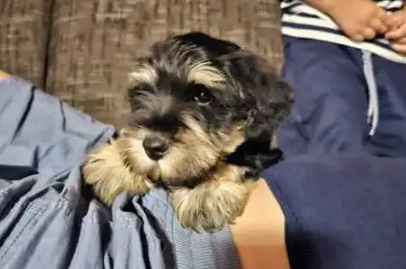 Lost Schnauzer Puppy in Pretoria - Help!