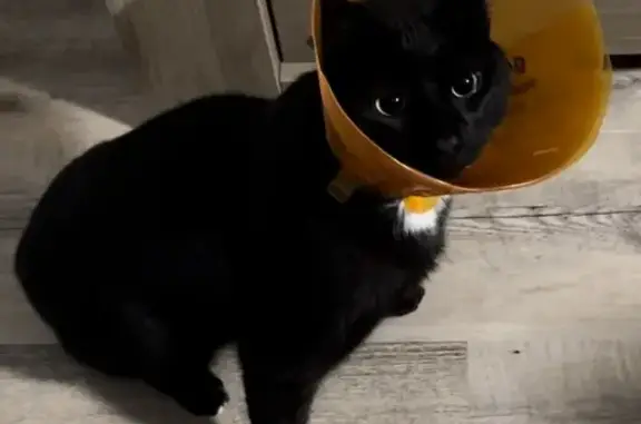 Animaux perdus Le Grand-Quevilly, photo: Chat noir perdu au Grand-Quevilly