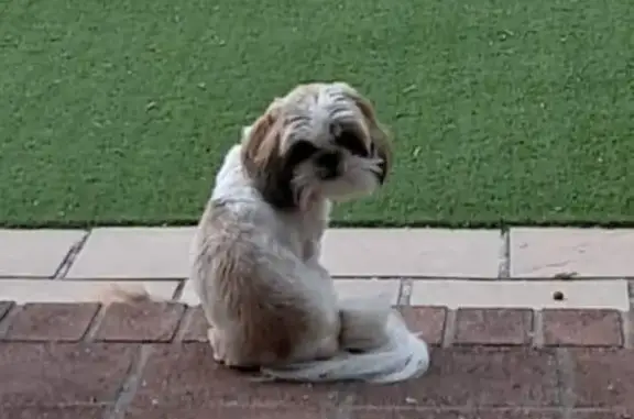 Lost Shih Tzu Peppa on Belvedere Rd - Help!