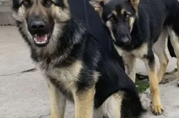 Lost German Shepherds: Simba & Nala in Cape Town!