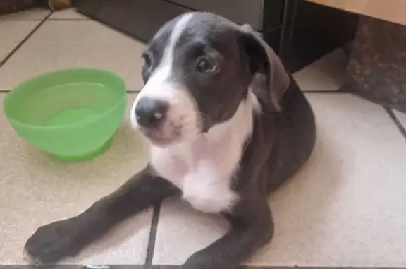 Found Puppy Alert: Young Pit Mix in Alberton!