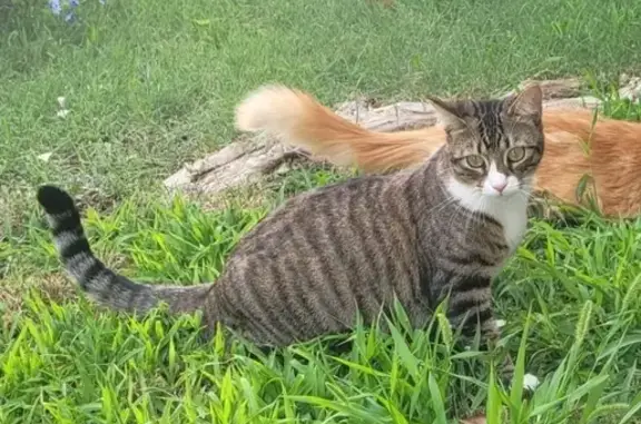 Animaux perdus Nîmes, photo: Chatte TISHA perdue à Nîmes