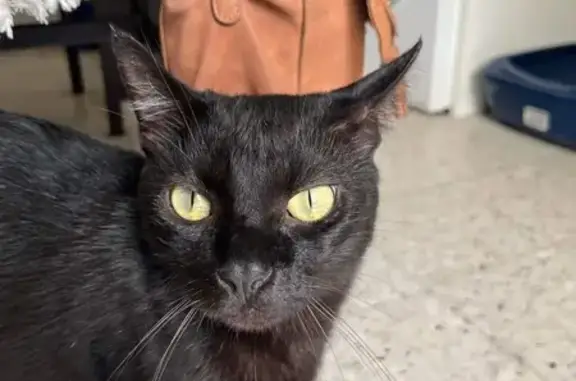 Animaux perdus Théza, photo: Chat noir perdu à Théza