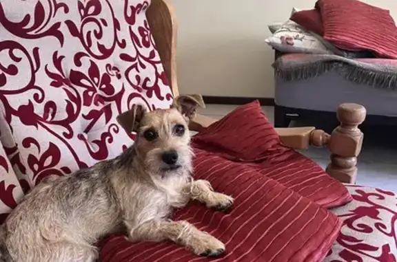 Lost: Playful Schnauzer-Pin Mix in Bellville!