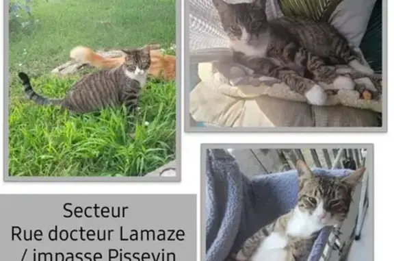 Animaux perdus Nîmes, photo: Chatte Tisha perdue à Nîmes
