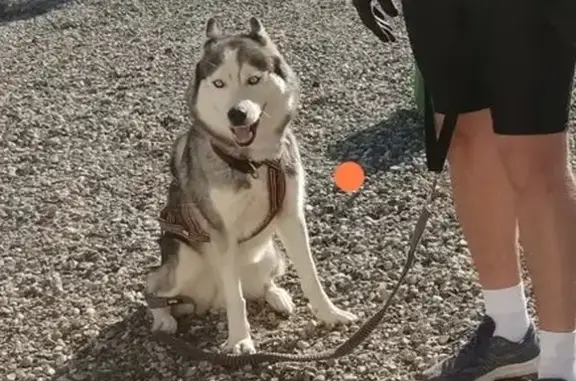 Chien perdu , photo : Chien Malcko perdu à Berat