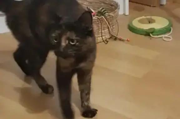 Chatte sociable trouvée à Guérande - photo