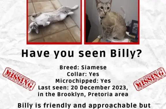 Lost Siamese Cat in Pretoria - Help Find Billy!