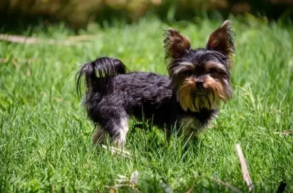 Lost Black Yorkie in Meyerhof - Help Find!