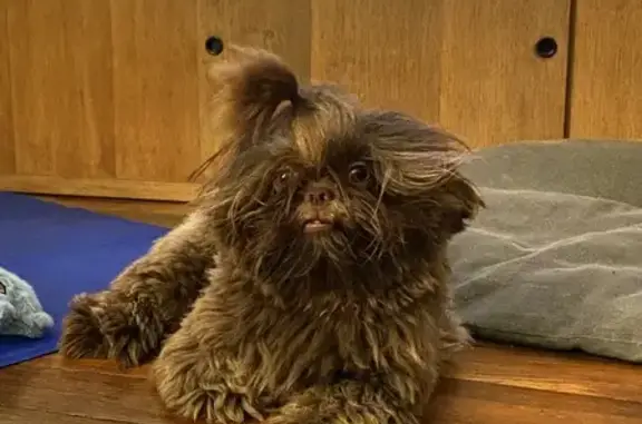 Animaux perdus , photo: Shih-tzu perdu près de Suippes