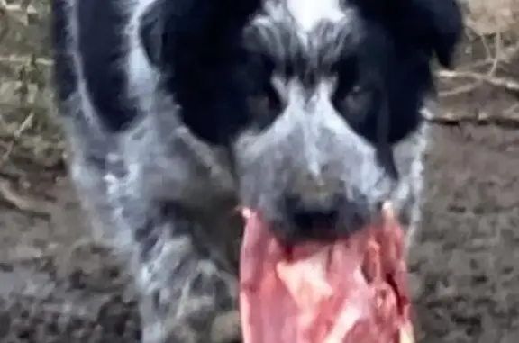 Animaux perdus Navarrenx, photo: Chiot Uda disparu près de Navarrenx