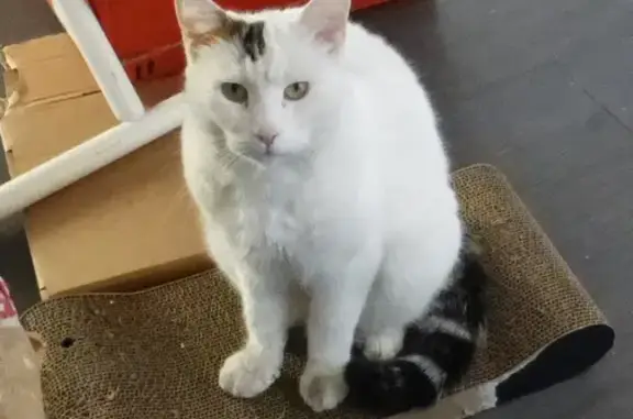 Chat perdu, Villejuif, photo: Chat blanc perdu à Villejuif