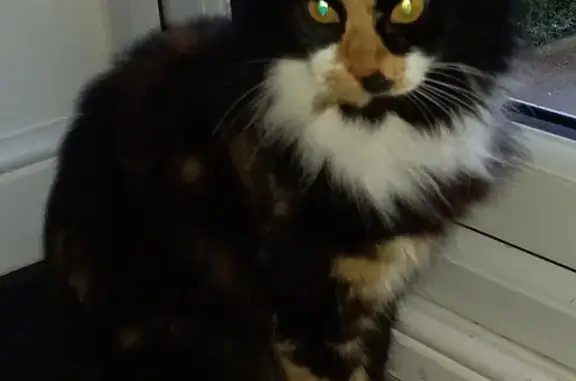 Lost Tortie Cat - Sycamore Ave, 15/10! Help!