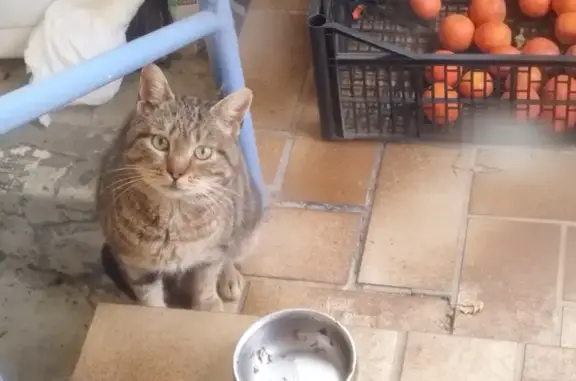 Chat tigré craintif trouvé à Chalon - photo