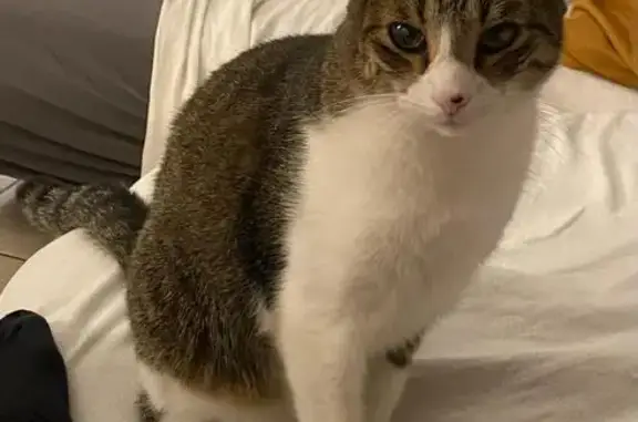Animaux perdus Strasbourg, photo: Chat Zekino perdu à Strasbourg