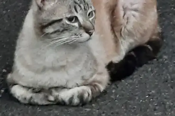 Animaux perdus Franconville, photo: Chat Siamois Perdu - Franconville